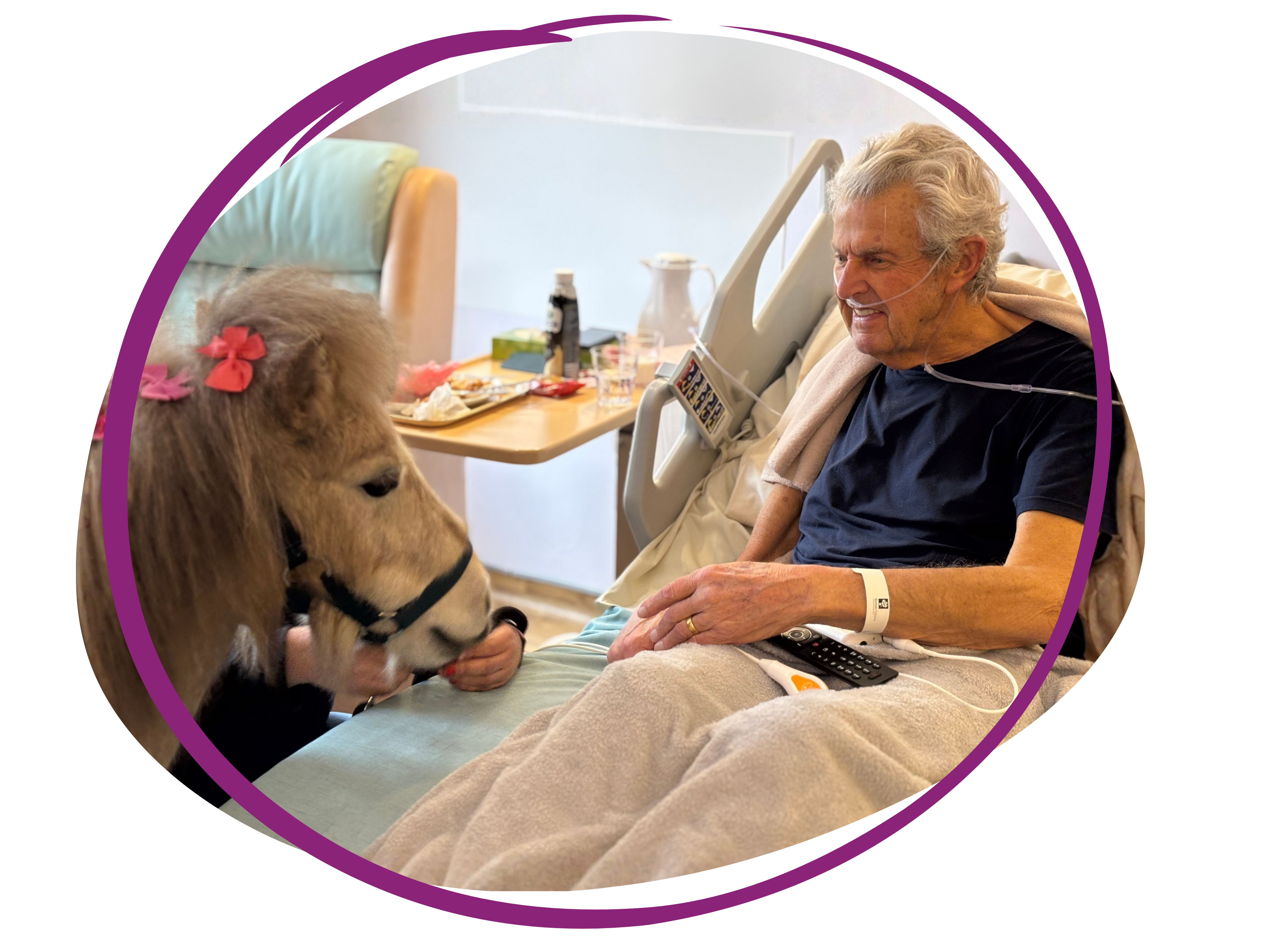 Harry with therapy ponies