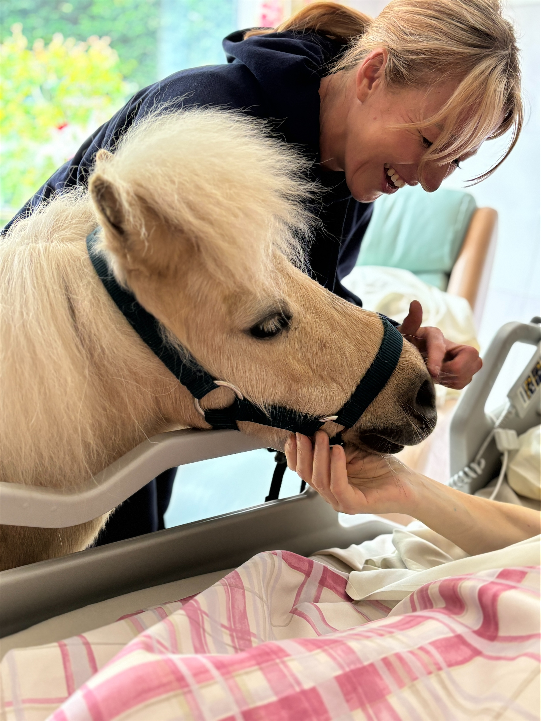 Bolton hospice ponies