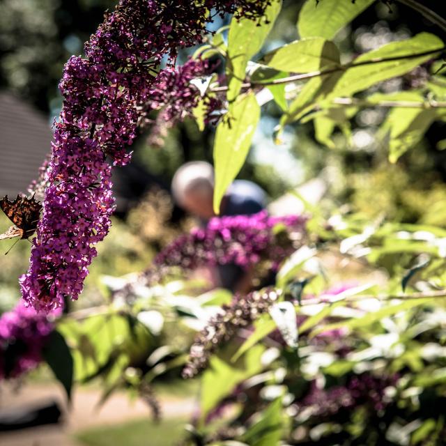 Bolton Hospice Garden